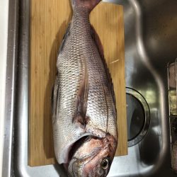 伊勢湾ジギング